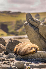 Seal in Kaikoura