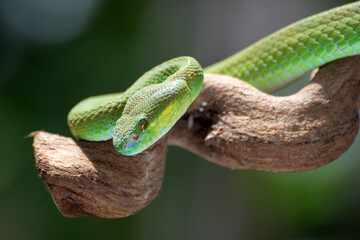White-lipped island pit viper ( Trimesurus insularis ) on the tree branch