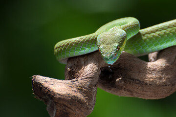 White-lipped island pit viper ( Trimesurus insularis ) on the tree branch