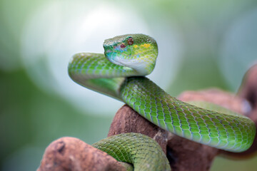 White-lipped island pit viper ( Trimesurus insularis ) on the tree branch