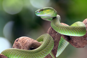 Obraz premium White-lipped island pit viper ( Trimesurus insularis ) on the tree branch
