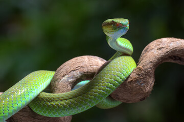 White-lipped island pit viper ( Trimesurus insularis ) on the tree branch