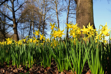 Yellow daffodils, narcissus, in flower