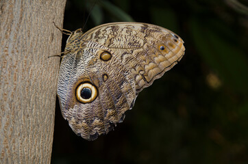 Papillon Caligo
