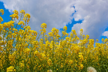 rapeseed flowers on sky background,A field with flowering yellow oilseed rapeseed