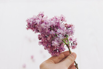 Fototapeta na wymiar Hand holding beautiful lilac branch on white background in soft light, space for text