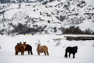 wild horses graze against the backdrop of the mountains of ancient ruined towers and the fallen snow 