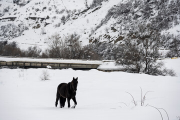 Naklejka premium wild horses graze against the backdrop of the mountains of ancient ruined towers and the fallen snow 