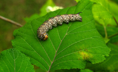 A large, thick caterpillar with spines on its tail, sitting on a green leaf. The destruction of crops