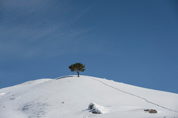 Naklejka na ściany i meble freestanding tree on the slope of a snow-covered mountain against a blue sky 