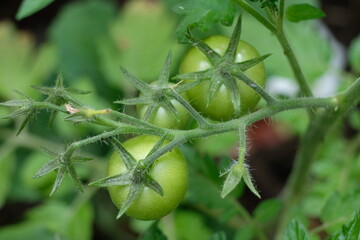 FU 2020-06-13 Garten 26 Tomaten an Rispe