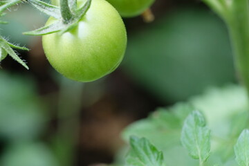 FU 2020-06-13 Garten 27 grüne Tomate an Rispe
