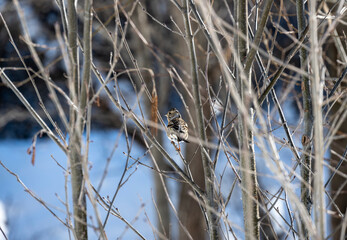 birds on tree branches in winter in the Caucasus mountains 