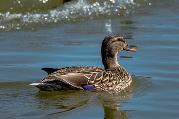 Fototapeta premium duck on the lake