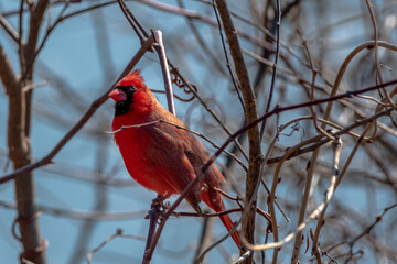 cardinal in the snow