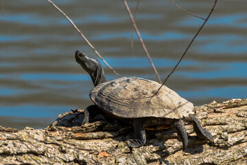 Fototapeta premium turtle on a log