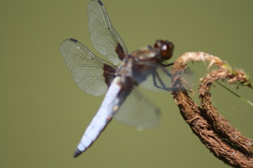 dragonfly close up