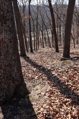 path in autumn forest