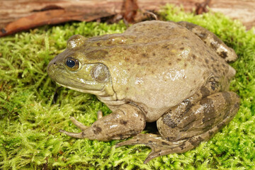 Closeup of a subadult Bullfrog, Lithobates catesbeianus on green