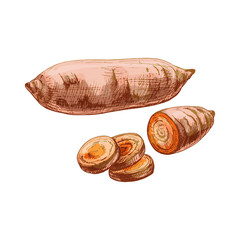 Whole, half and slice sweet potato. Vector vintage hatching color illustration.