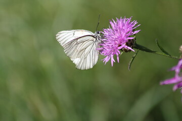 butterfly on a flower