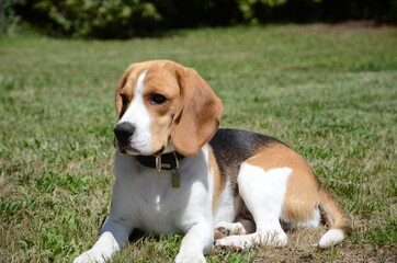 Oxane the Beagle