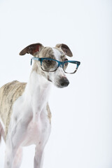Whippet purebred dog portrait looking carefully with glasses of green  blue frame in study with...