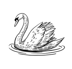 A sketch of a swan. Hand drawn illustration convert to vector. black outline on transparent background