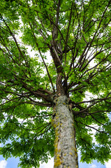 Acacia tree with green leaves nature background