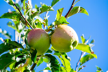 Trentino apple, Italy