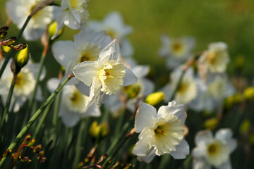 Obraz premium Field of white daffodils, a prelude to spring.