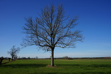 Fototapeta na wymiar Schöner Baum inmitten einer offenen Landschaft mit Wiesen in der Lippeniederung bei Delbrück-Boke, Kreis Paderborn, Ostwestfalen-Lippe