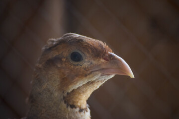 Quail bird in cage close up. Partridge wild hen portrait, chakor female animal alone wallpaper background photo
