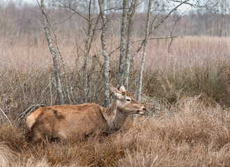 The female deer in the forest