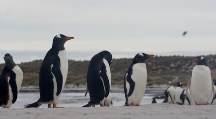 Obraz premium SONY DSC