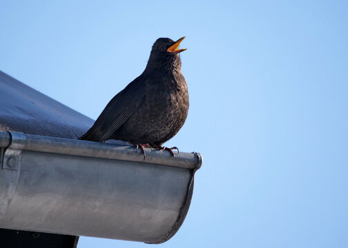 eine amsel sitzt auf einem dach auf der dachrinne und ruft, turdus merula