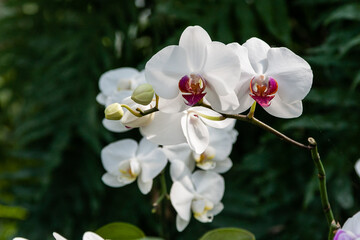 Naklejka na ściany i meble Flowering orchids in the botanical garden