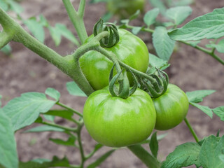 Big green ripening tomato fruits outdoors