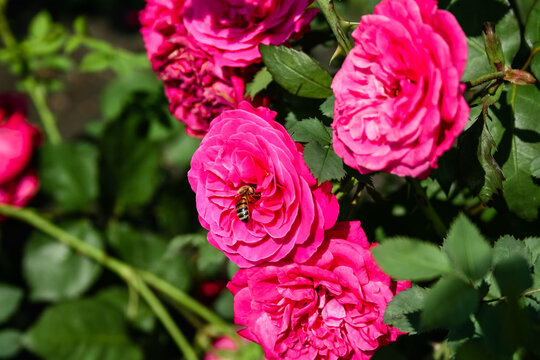 Flowering summer rose in bud