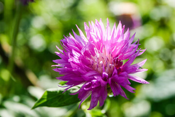 Beautiful flowers with drops in the garden close-up