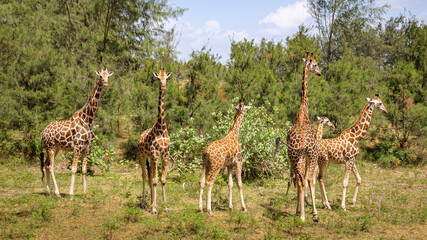 Naklejka na ściany i meble Family of giraffes in the wild