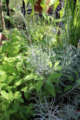 Culinary herbs (sage, curry herb and mint) / Küchenkräuter (Salbei, Currykraut und Minze)