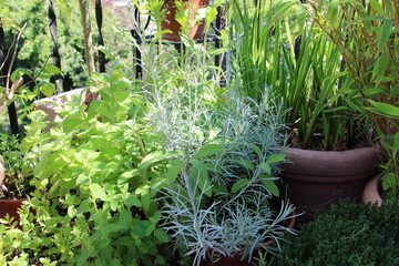 Culinary herbs (sage, curry herb and mint) / K&uuml;chenkr&auml;uter (Salbei, Currykraut und Minze)