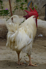 Big Red Head Rooster Cock, Chicken Portrait Animal Bird, Farm House Pet Domestic white Color Pakistan Baluchistan photo