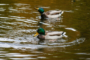 Fototapeta premium Ducks swimming on the lake