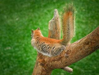 Squirrel spread out in the prone position on a branch I have in the rock garden that holds a bird feeder.  Backyard in Windsor in Broome County in Upstate NY.  Tail in air as if to blend in on branch.