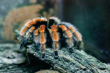 Spider tarantula