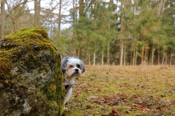 Fototapeta premium small is hiding himself behind a mossy rock