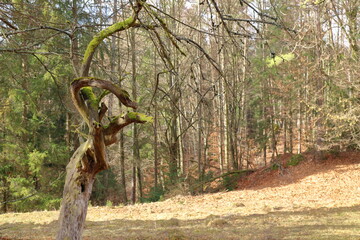 bare tree on a meadow in woddlands