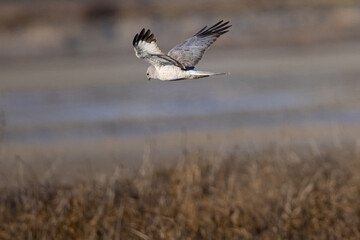 Extremely close view of a male  hen harrier (Northern harrier)  flying in beautiful light, seen in the wild in North California
